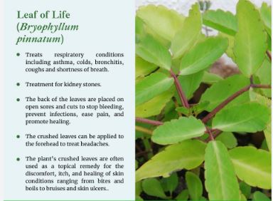 Leaf of Life & TabacZ Tincture